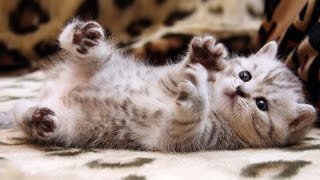 Adorable little cats  Cute and funny kitten compilation [upl. by Aniaj]