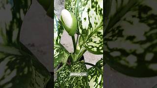 Aglaonema snow white flower thenaturalflowers [upl. by Armond]