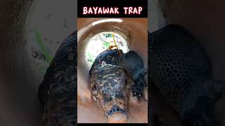 MONITOR LIZARD TRAP monitorlizard shorts [upl. by Rasec682]