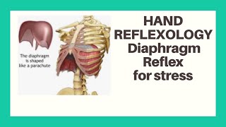 Reflexology Diaphragm Reflex for stress [upl. by Lauter]