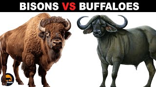 What is the Difference Between Bisons and Buffaloes [upl. by Ahsitruc23]