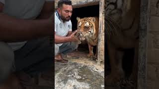 Tigress with cubs MashaAllah faiziwildlifefarm savewildlife [upl. by Niboc]