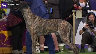 Great Danes  Breed Judging 2020 [upl. by Glennon361]