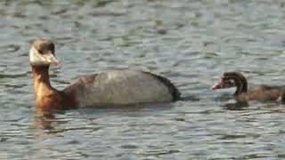 Baby Rednecked Grebe learning to dive for the first time [upl. by Adan]