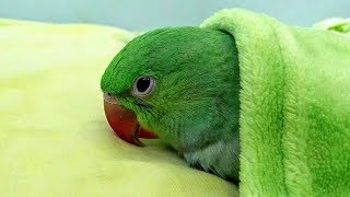 Alexandrine parrot sleeping like baby [upl. by Othello]