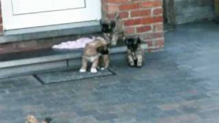 Tibetan Terrier puppies [upl. by Hallett778]