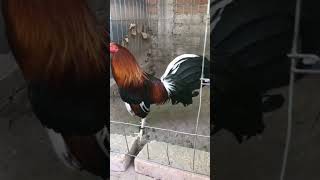 Kelso Hacht 14 asil Bill plummer gallos gallosdecombate rooster corridos [upl. by Ainimre772]