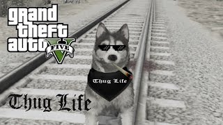 GTA 5 the Thug Life of a Husky [upl. by Atrebor598]