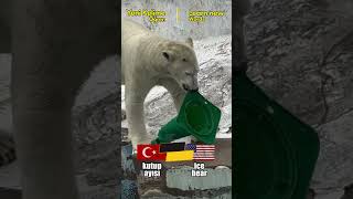 Günün Kelimeleri  Polar Bear [upl. by Atlanta]