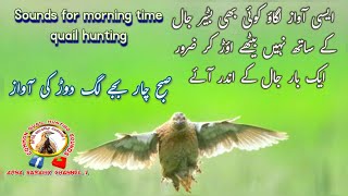 morning Batair  Batair ki Awaz Subha k lia [upl. by Lia]