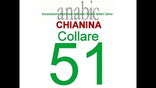 Chianina Collare 51 IT054990313056 [upl. by Zurc]