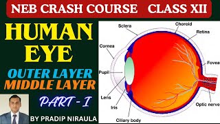 HUMAN EYE STRUCTURE amp WORKING PARTI II CLASS 12 II ZOOLOGY II NEB II CEE II PRADIP NIRAULA [upl. by Odravde]