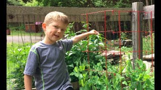 HOW TO GROW PEAS A TIME LAPSE VIDEO  VEGETABLES THAT LOVE THE COLD [upl. by Nyloj47]