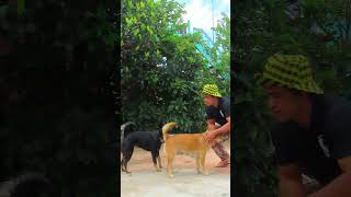 Dog Ability Training 28 [upl. by Yojenitsirk]