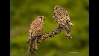 The life of the Common kestrel Film [upl. by Rasla]