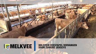 Holstein veestapel vervangen door zuivere Jerseys  wwwmelkveenl [upl. by Haley]