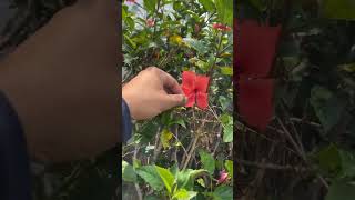 essa cerca viva enche e atrai beija flor plantas jardineiro dicasdeplantas flores jardinagens [upl. by Dilly432]