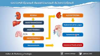 SISTEMA RENINA ANGIOTENSINA ALDOSTERONA [upl. by Jaquiss]