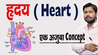 ह्रदय कैसे काम करता है  ह्रदय की संरचना एवं कार्य  Human Heart amp Its Function in Hindi [upl. by Depoliti]