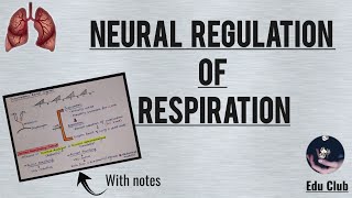 Neural Regulation Of Respiration  Respiratory Physiology [upl. by Atirehs]