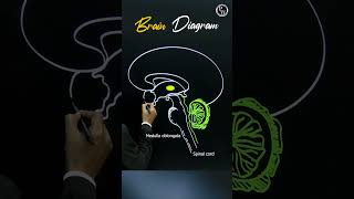 Want to Understand Your Brain Better Watch This Now pwenglish science biology [upl. by Naid915]