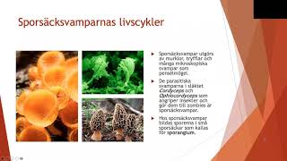 Livscykler hos svampar  Biologi 2 100 p [upl. by Treve]