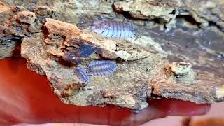 Trachelipus trilobatus isopods [upl. by Kirre]