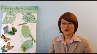 Literary Arts Life Cycle of a Butterfly Egg Caterpillar Chrysalis Adult Butterfly文学的艺术：蝴蝶的生命周期 [upl. by Juetta]