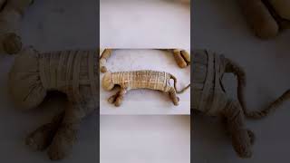 The mummified Cats of Egypt shorts [upl. by Yblek749]