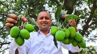 Aam Ka Achar Recipe  Instant Mango Pickle Recipe  Mubashir Saddique  Village Food Secrets [upl. by Notnil]