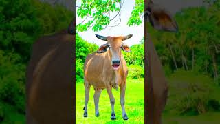 New cow video Cow cow video Cow Song video Cow videos Cow videos 2024 cow [upl. by Sana413]