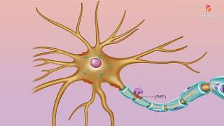 Abnormal misfolded prions  Medical microbiology animations [upl. by Ekoorb]