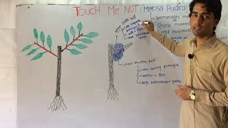 Touch Me Not Mimosa Pudica Movement Mechanism In HindiUrdu [upl. by Fry]