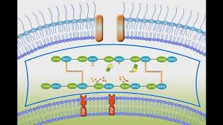 Penicillin Mechanism of Action animation video [upl. by Aihsenrad411]