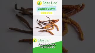 Cordyceps Sinensis  quotAurulquot Himalayan [upl. by Anallise]