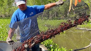 Crawfishing In The Atchafalaya Basin W Kip Barras CatchCook Crawfish Boil For 500 People [upl. by Enneite459]