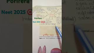 Porifera important points in neet exam neet 2025biology 💯💯🎯🎯🥰🥰❤️❤️😊😊😊 [upl. by Berger]