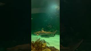 Shark Tank SeaWorld vlog dropping this weekend shark sharklife sharkworld sharktastic [upl. by Kylstra]