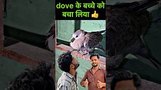 dove के बच्चे को बचा लिया ❤️  dove dovebird savebirds birds shortsfeed shorts [upl. by Ogata]