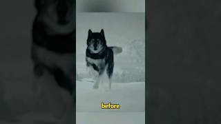 Sled Dog Runs 1000 Kilometers To Deliver LifeSaving Serum To Childrenmovie film shorts [upl. by Alamak]