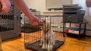 How To Have A Dog Exit A Crate  Crate Traiing [upl. by Loomis]