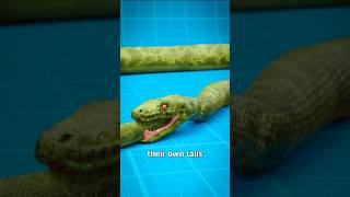 Some Snakes Eat Themselve 😨shorts​ snake Allrightfacts6 [upl. by Delmor]