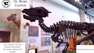 Pachycephalosaurus and Thescelosaurus teeth at the Rocky Mountain Dinosaur Resource Center [upl. by Bollen884]