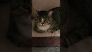 Bjorn is sleeping on my dogs bed 🛌 cat [upl. by Otto]