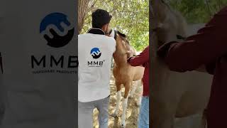 How to inject iv in horse horse veterinary animals shorts iv ivcatheter ivtherapy drip yt [upl. by Hamachi]