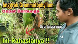 Tips Dasar Merawat Anggrek Grammatophyllum Agar Subur Dan Cepat Berbunga [upl. by Nitsir]