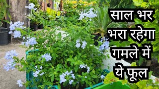 All Time Flower Chitrak Plumbago White leadwort  Evergreen Flower  Get flower all year [upl. by Analli245]