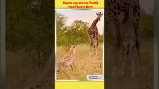 Baby Giraffe Rides on Moms Back in the Wildshorts cute fluffyfriends giraffe babyanimals [upl. by Kippy]