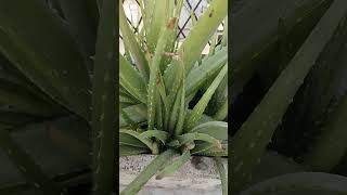 Aloe vera ke faydegarden nature gardening [upl. by Hilten]