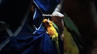 Relaxing time birds music love youtubeshorts [upl. by Caro]